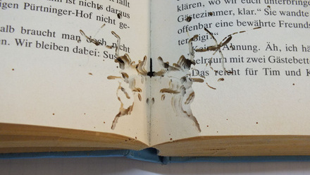 Book damaged by bookworm; CC BY-SA 4.0 resized.jpg