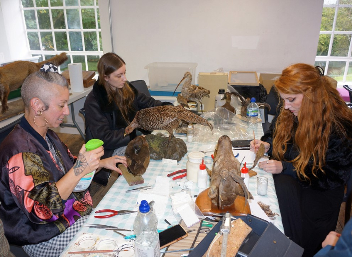 Group of participants conserving specimens during taxidermy conservation course