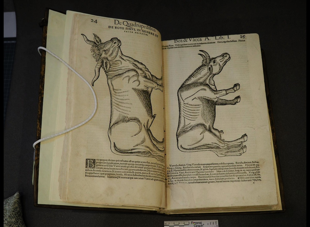 Historia animalium Vol. 1: De quadrepedibus uiuioaris, Conrad Gessner (1587)