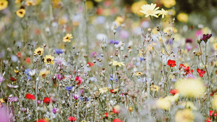 esn-meadow2