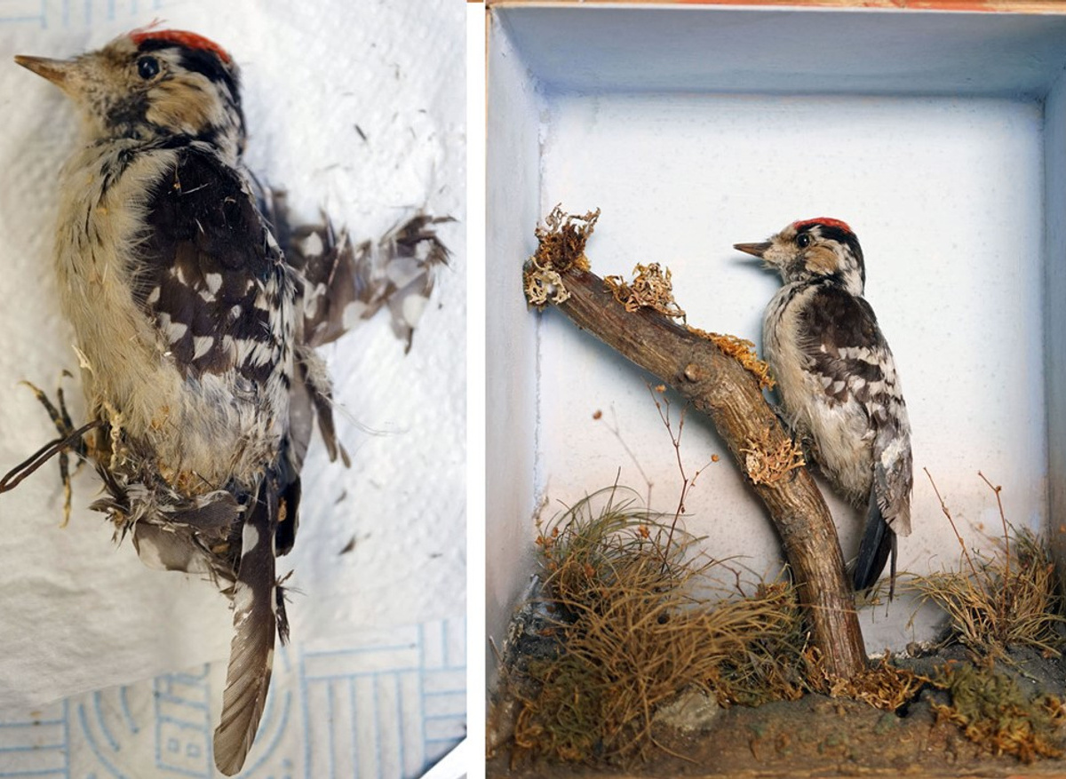 Before and after treatment of lesser spotted woodpecker specimen