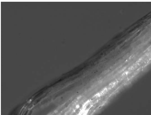 Silk net showing starch coating.png