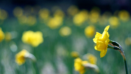 Daffodil_Banner.jpg