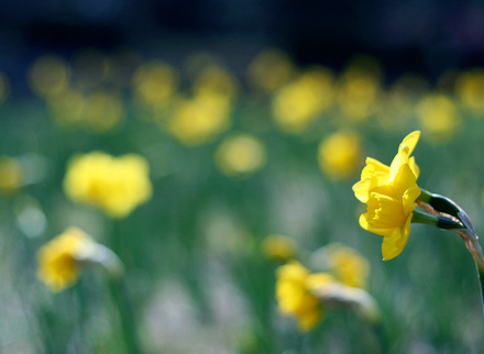 Daffodil_Banner.jpg
