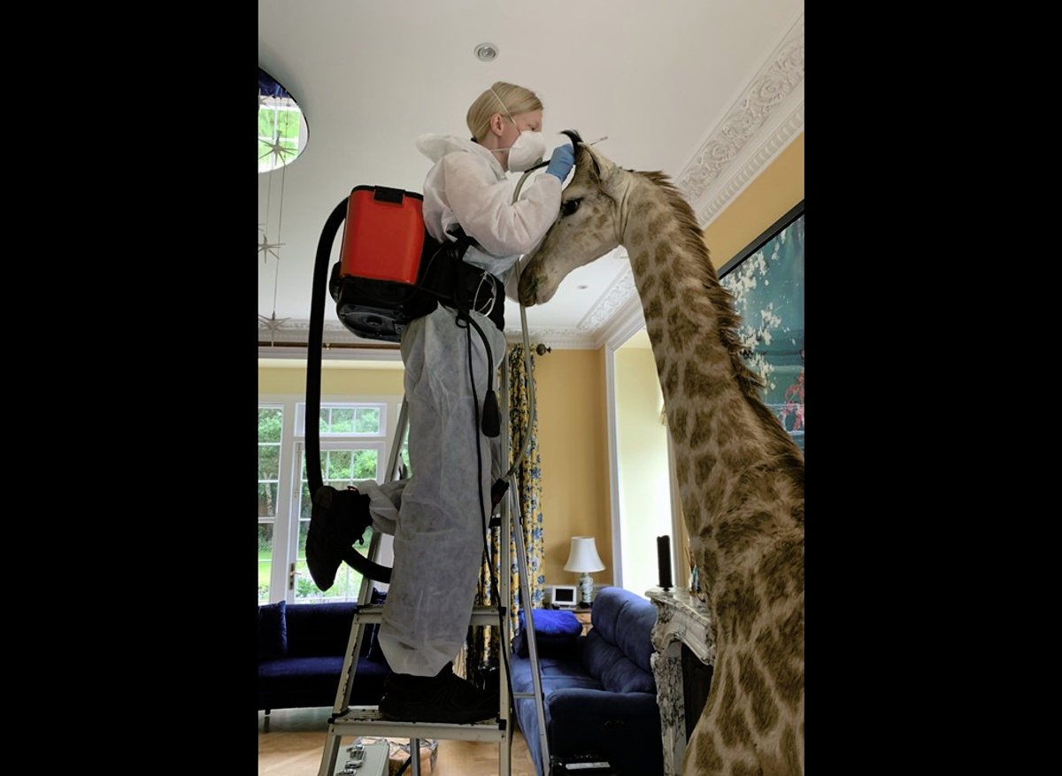 Cleaning a 1930’s 12ft smoke damaged taxidermy giraffe 
