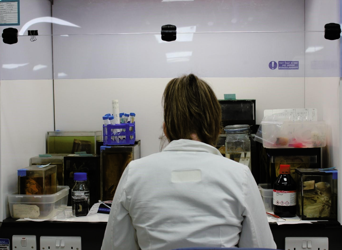 Chelsea working on fluid-preserved specimens at the fume cupboard