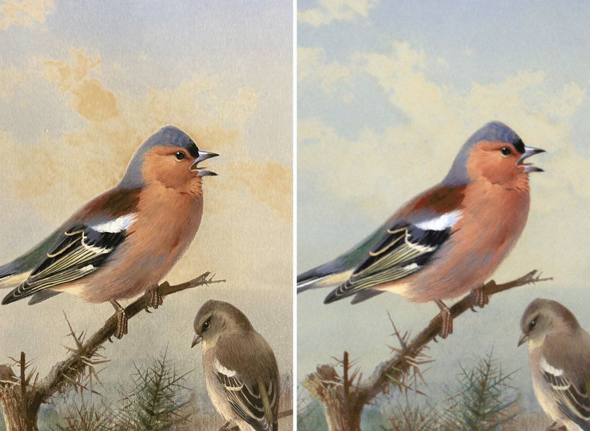 A watercolour of Chaffinches by Archibald Thorburn, before and after conservation