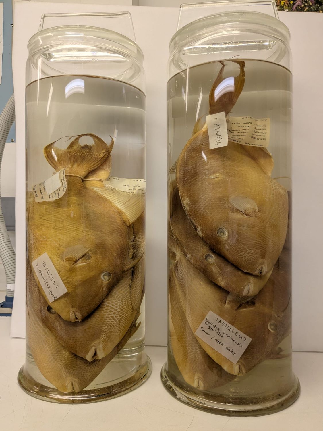 Gwen, Museum Wales Natural History - 1.JPG