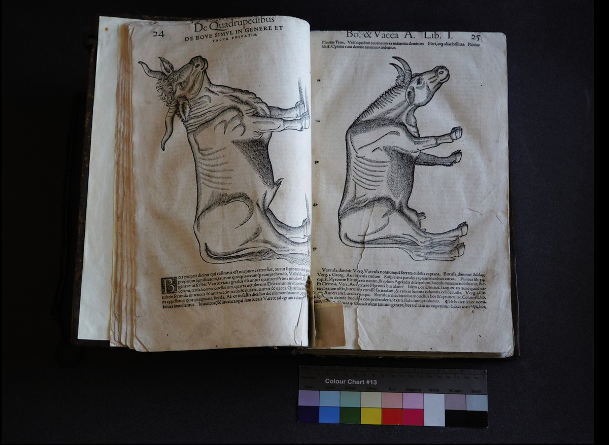 Historia animalium Vol. 1: De quadrepedibus uiuioaris, Conrad Gessner (1587)