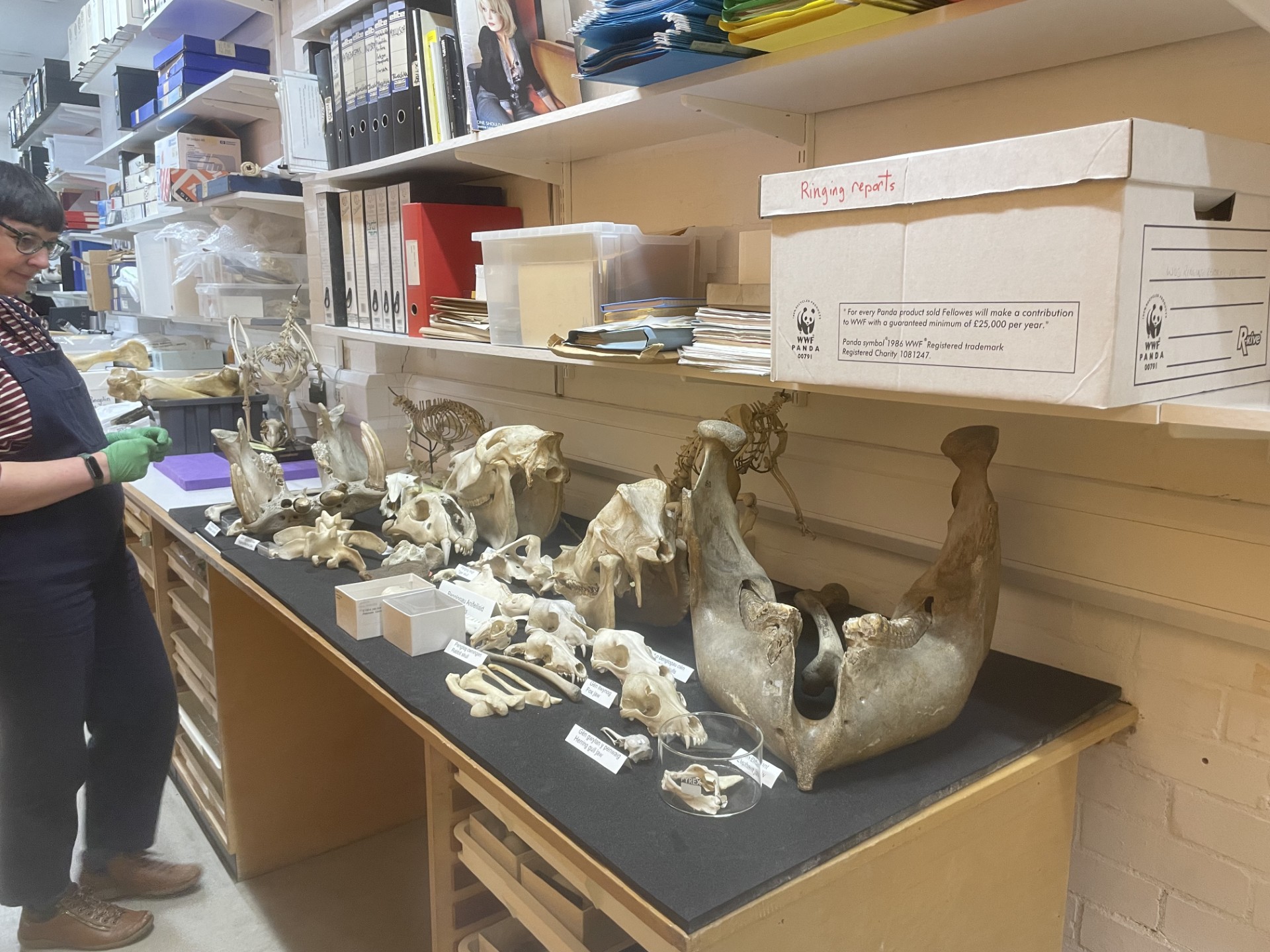 Gwen, Museum Wales Natural History - 5.jpg