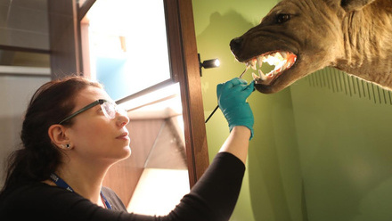 LCS-Natural-History-Collection-c2-Lancashire-Conservation-Studios.jpg