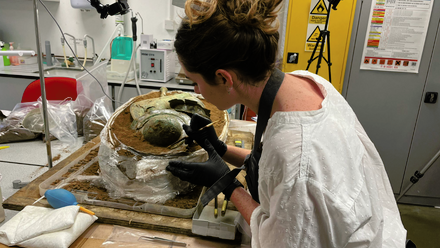 Norfolk Carynx 6.png