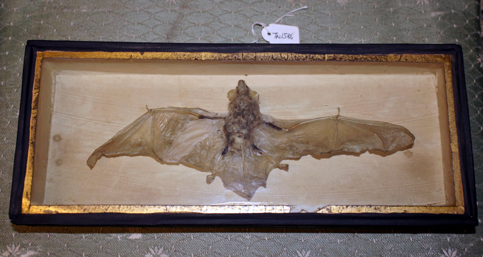taxidermy Bat in box 2.jpg