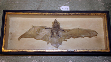 taxidermy Bat in box 2.jpg