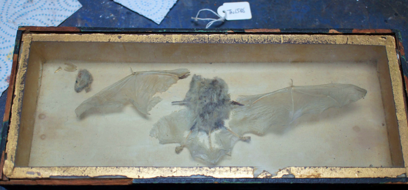 Taxidermy Bat in box 1.jpg