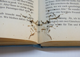 Book damaged by bookworm; CC BY-SA 4.0.jpg
