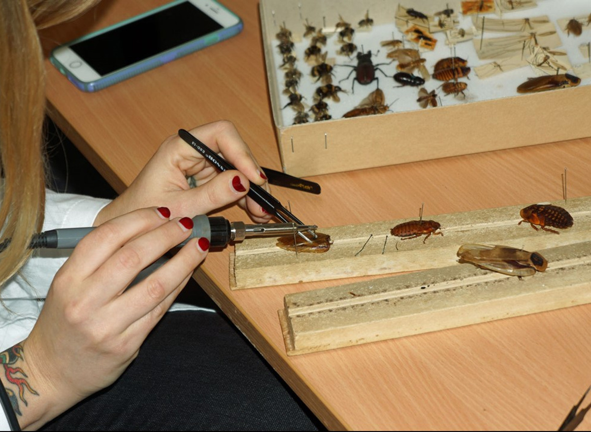 Course participant extracting corroded pin from cockroach specimen