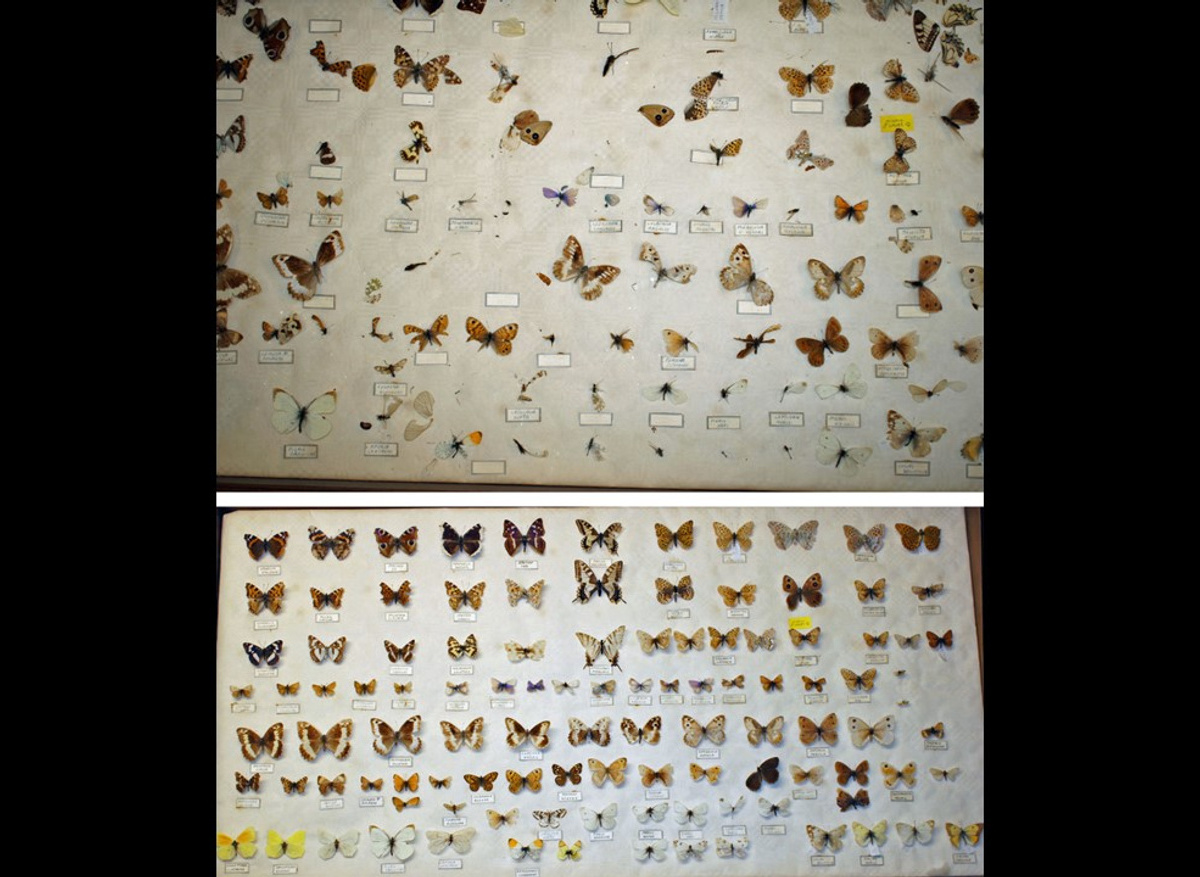 Physically damaged case of butterflies before and after treatment