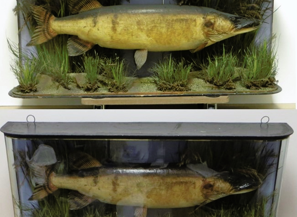 Conservation of taxidermy Pike specimen in glass fronted display case, City of London School, 2019