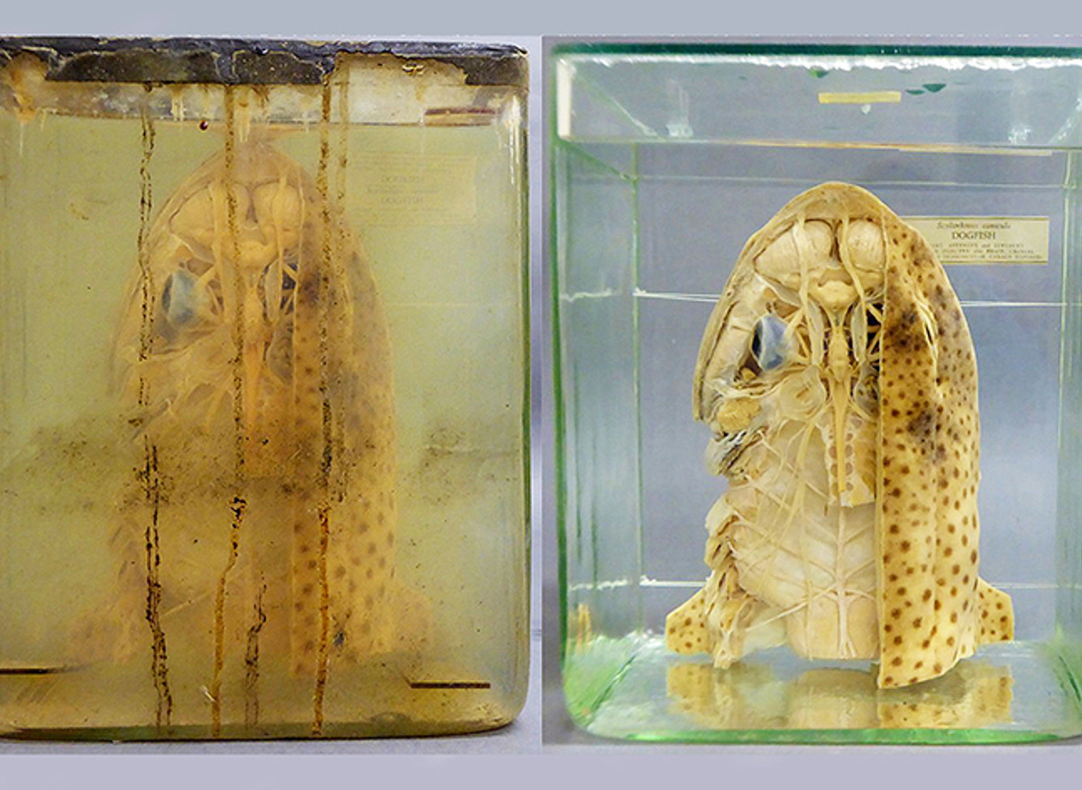 A ‘Pickling Project’ specimen- before and after conservation
