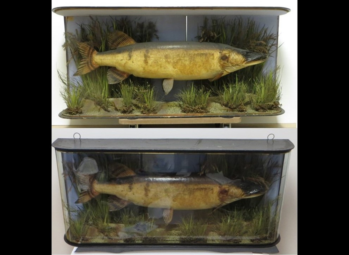 Conservation of taxidermy Pike specimen in glass fronted display case, City of London School, 2019