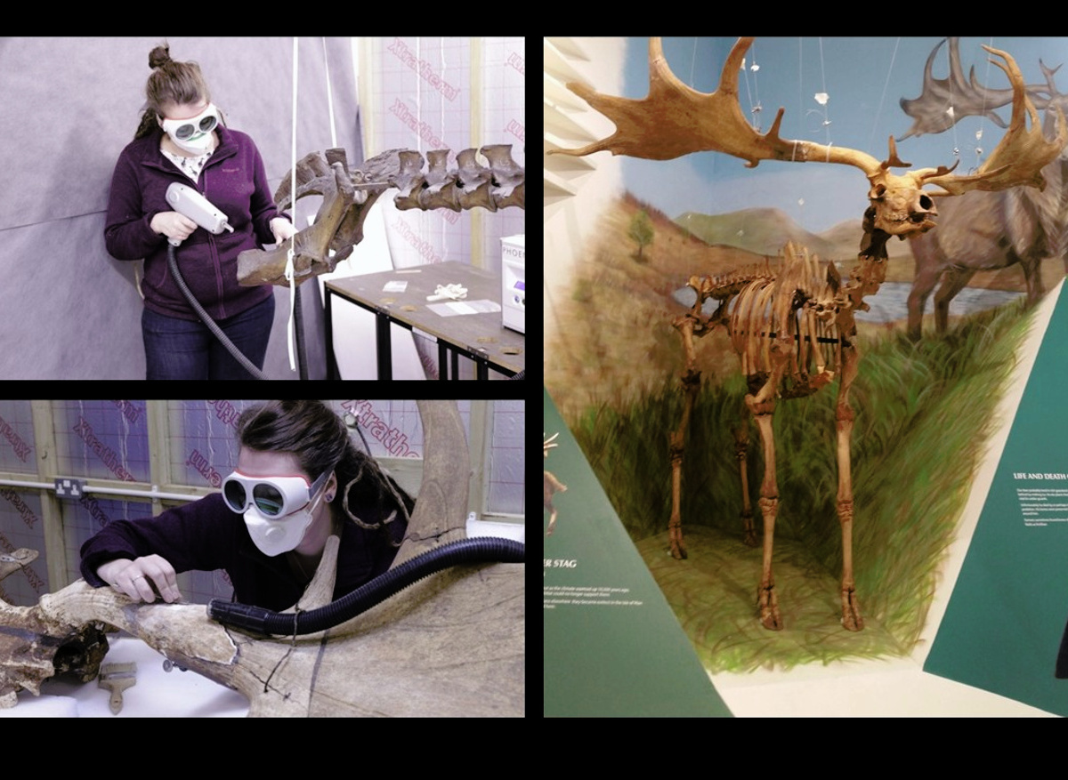 Manx Giant Deer