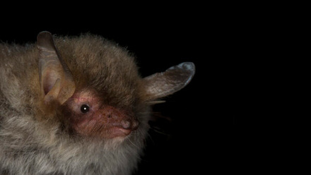 EA5A8603-Natterers-profile-Myotis-nattereri.jpg 1