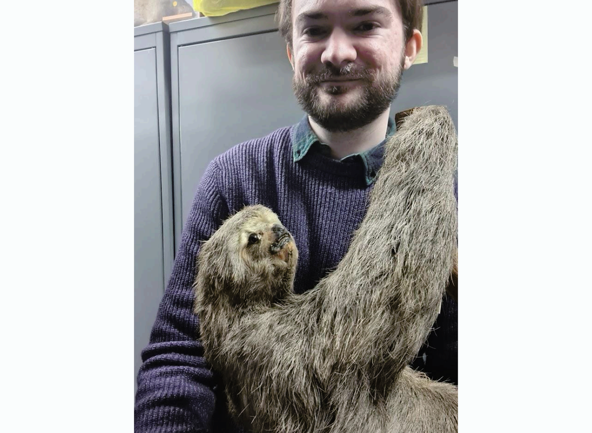 Dominic checking a sloth for evidence of pest activity
