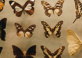 photo-of-assorted-butterflies-1028904.jpg