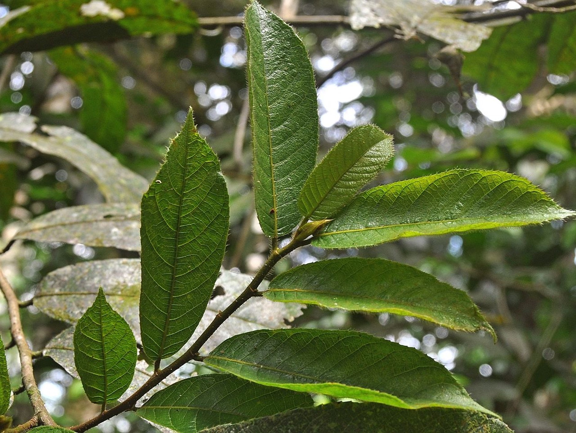 Wibowo Djatmiko - Antiaris toxicaria leaves on twig.jpg