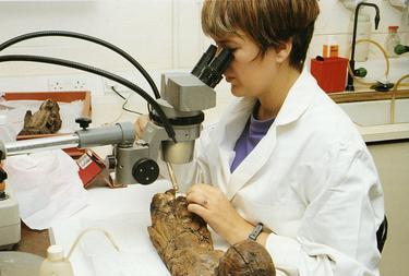 Jane Henderson ACR carrying out cleaning work under a microscope