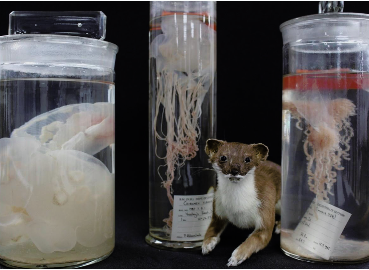 Example fluid-preserved specimens (jellyfish) in the NHM collection