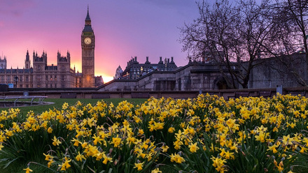 Westminster flowers.jpg