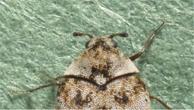 International Academic Projects: Identification of Insect Pests in ...