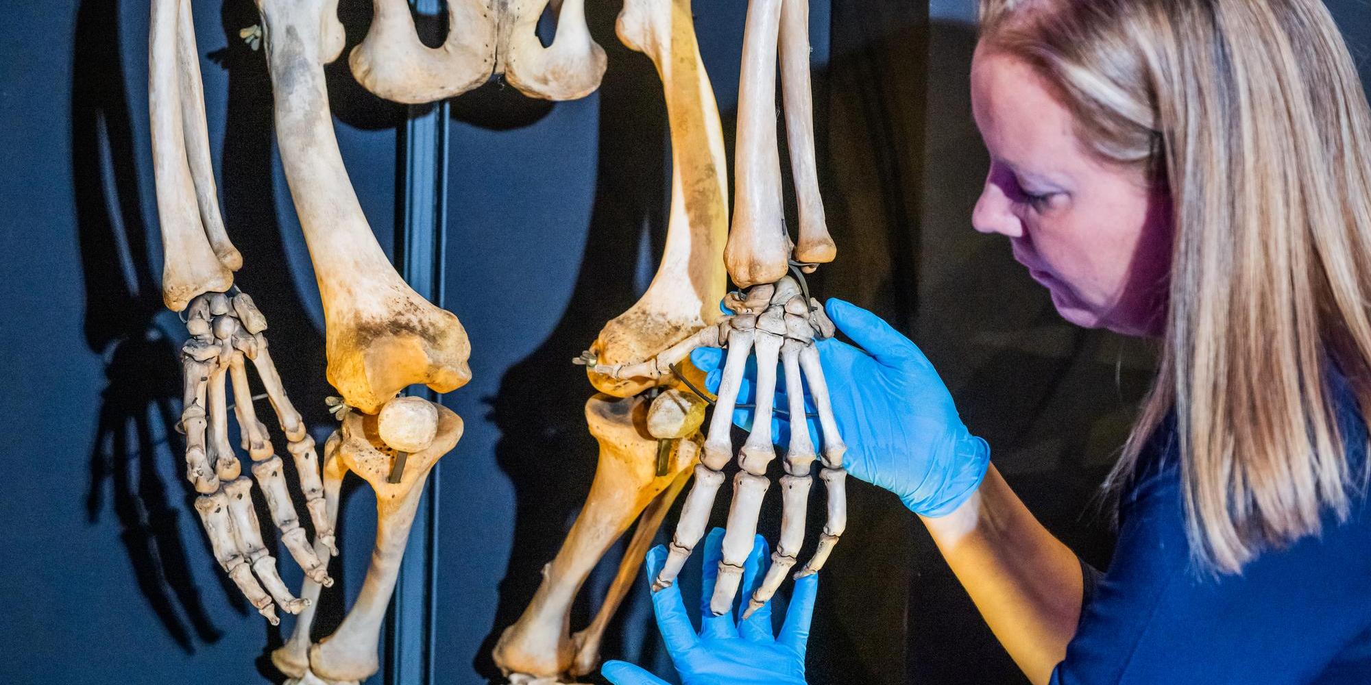 Two Centuries Here Exhibition at UCL Celebrating 200 Years. Curator inspects gorilla hand skeleton. Credit Guy Bell.jpg