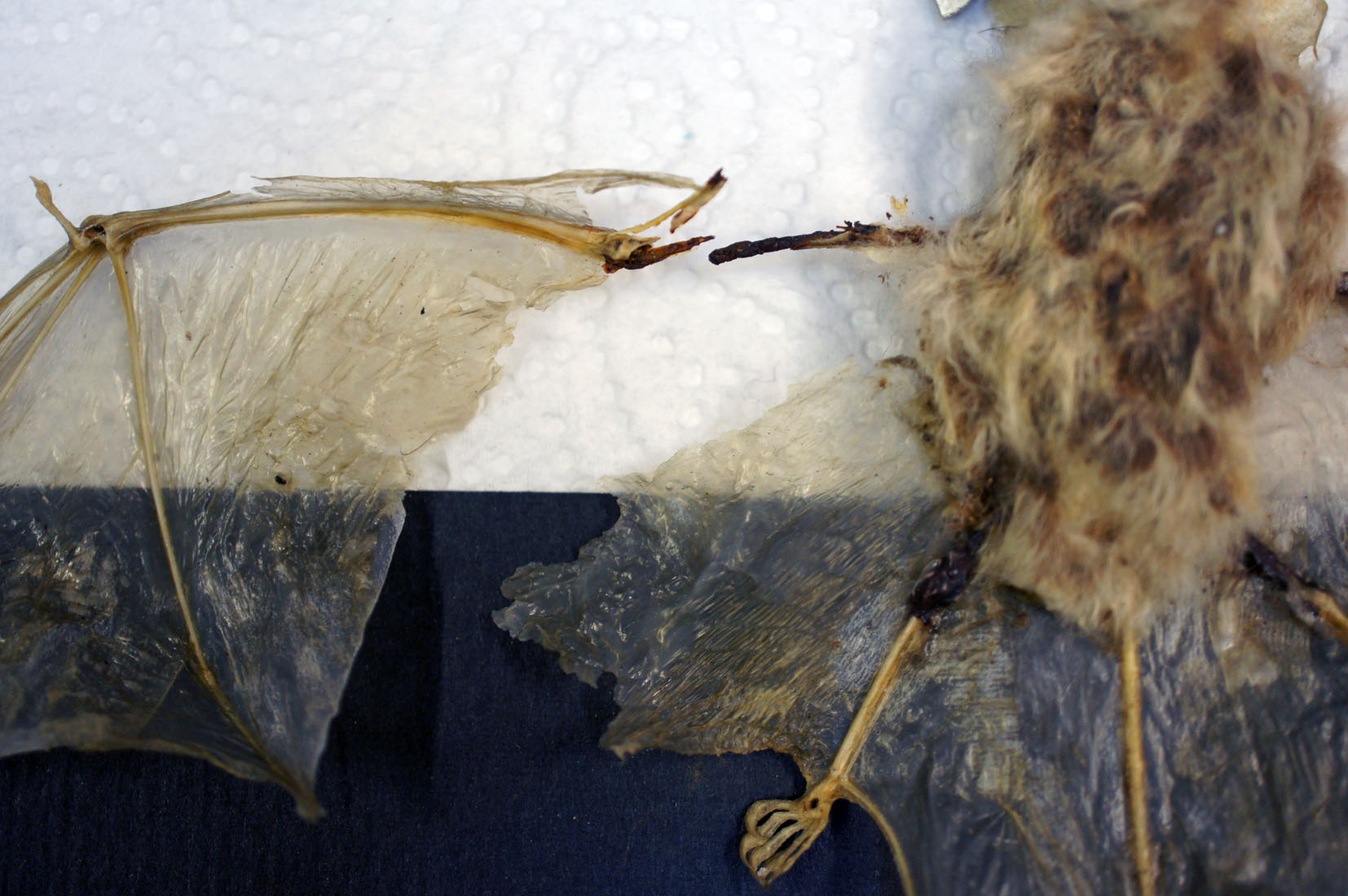 taxidermy bat L wing prior to adhesion 1.7.jpg